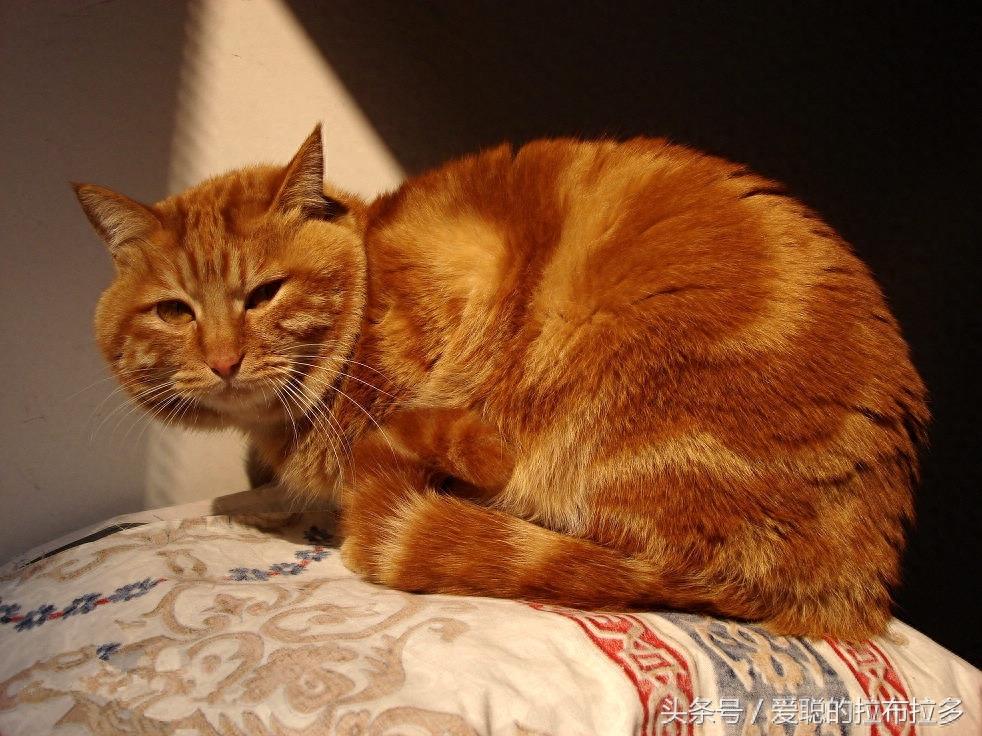 虎皮猫——脸形漂亮，表情丰富，喜欢和人们相处