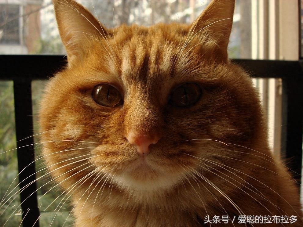 虎皮猫——脸形漂亮，表情丰富，喜欢和人们相处