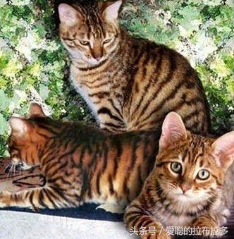 虎皮猫——脸形漂亮，表情丰富，喜欢和人们相处