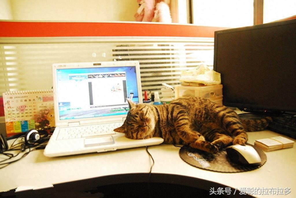 虎皮猫——脸形漂亮，表情丰富，喜欢和人们相处