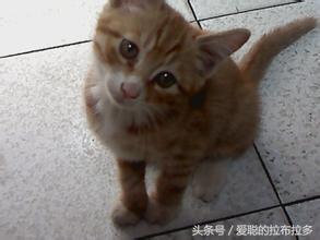 虎皮猫——脸形漂亮，表情丰富，喜欢和人们相处