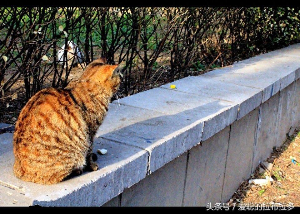 虎皮猫——脸形漂亮，表情丰富，喜欢和人们相处