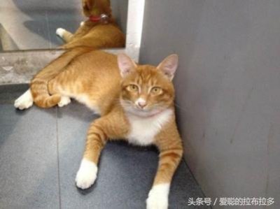 ​虎皮猫-脸形漂亮，表情丰富，喜欢和人们相处