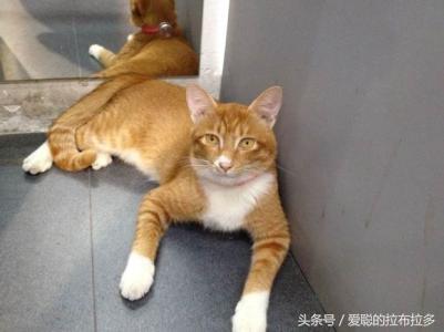 虎皮猫——脸形漂亮，表情丰富，喜欢和人们相处