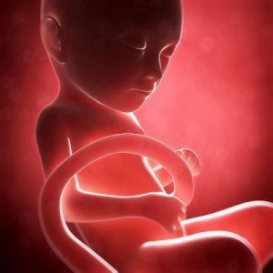 ​高清图帮你快速了解怀孕31周