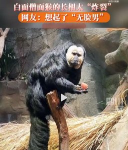 ​@年轻人 这种酷似“无脸男”的“白面猴子”，你见过吗→