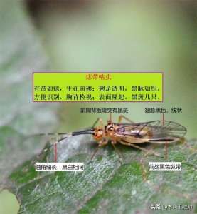 ​观赏昆虫野外识别口诀与图鉴：啮虫（书虱）