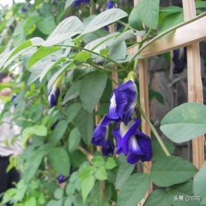 ​蝶豆花，花开蓝色特别美，种在花园中，轻松变花海