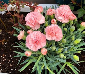 ​康乃馨其实很好养，记住这3点，一直都开花，花色鲜艳美极了