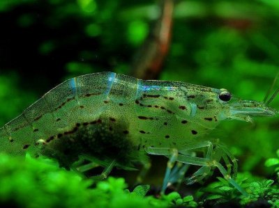 ​大和藻虾的日常饲养