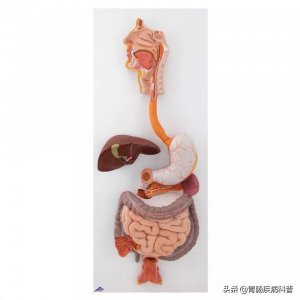 ​消化系统——高清解剖图谱