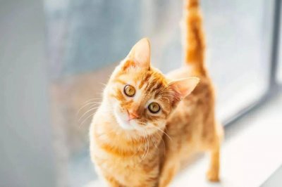 ​猫语翻译器是智商税！铲屎官们千万别上当！等造成伤害就晚了