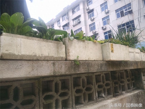 城市经常可以看到人们都用泡沫箱种植蔬菜，听人说这样种有毒？