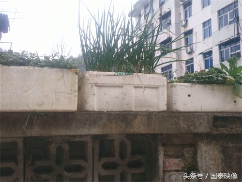 城市经常可以看到人们都用泡沫箱种植蔬菜，听人说这样种有毒？