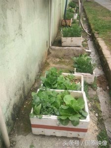 ​城市经常可以看到人们都用泡沫箱种植蔬菜，听人说这样种有毒？