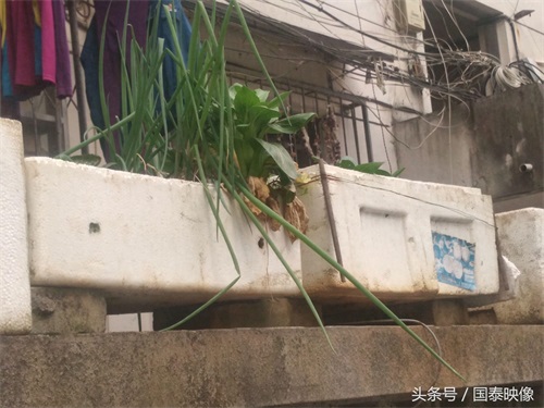 城市经常可以看到人们都用泡沫箱种植蔬菜，听人说这样种有毒？