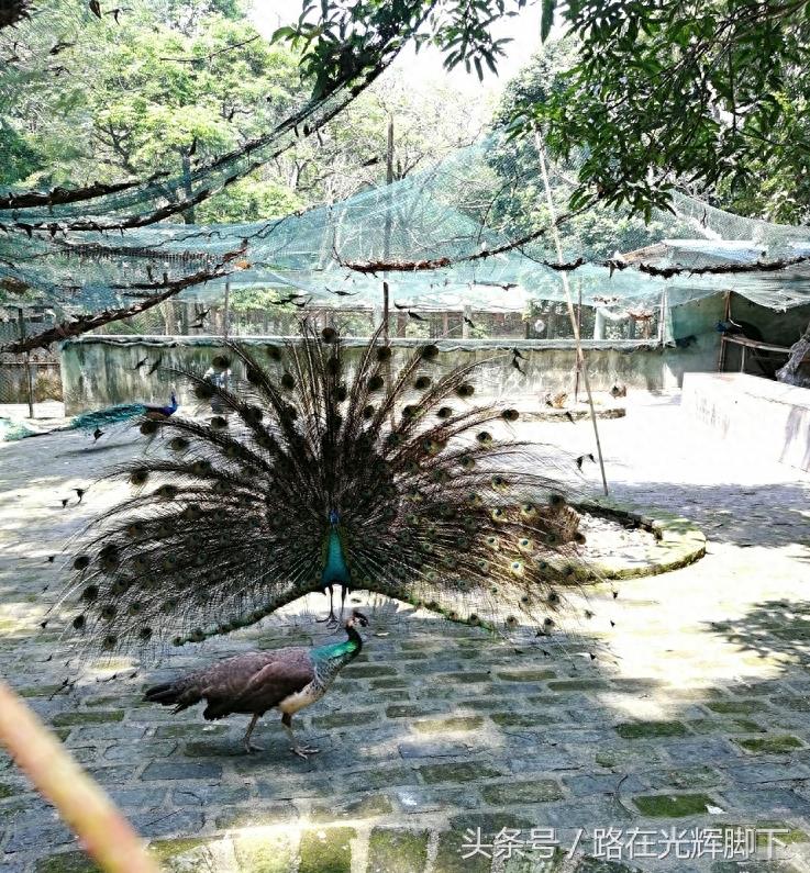 揭阳旅游胜地篇丨京明温泉度假村——揭阳唯一的4A级景区，中国最大的度假村