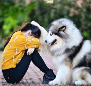 ​最“通人性”的4种狗，每一只都灵性十足，越养越值钱！