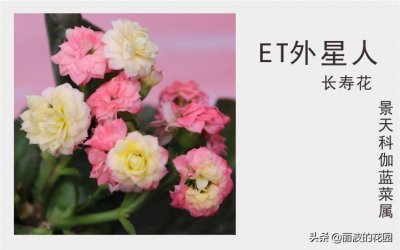 ​24种不同颜色的长寿花，长寿花的品种很多系列很多，花色各不相同
