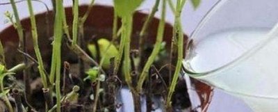 ​淘米水直接浇花可以吗