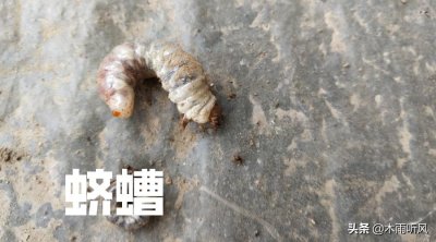 ​有种地下害虫叫蛴螬，如何防治，用什么农药好？