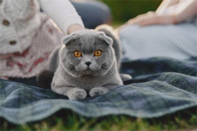 ​猫的第三眼睑是什么？出现第三眼睑正常吗？