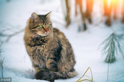 ​听说西伯利亚猫不会掉毛？