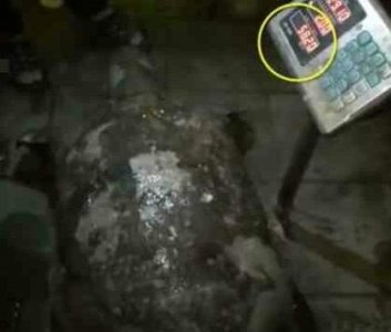 ​重庆嘉陵江巨鳖浮尸江面 市民被眼前的庞然大物震惊了