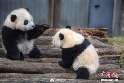 ​大熊猫数量增至1864只