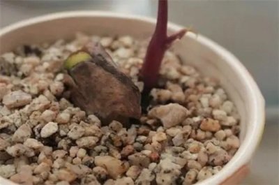 ​芒果种子如何种？芒果种子怎么育苗？