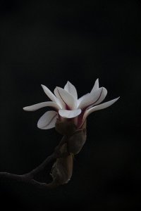 ​金玉兰的来历和花语你知道吗？