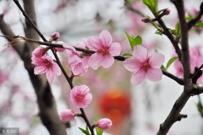 ​又是一年终了时，来玩带有花的诗句飞花令可好？