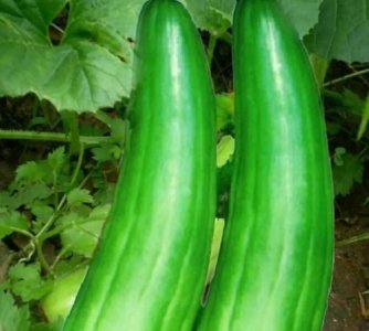 ​菜瓜有几种，窝瓜有几种？
