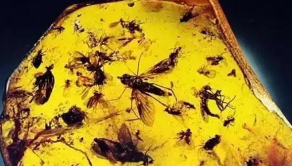琥珀的形成过程,用自己的话写琥珀的形成过程100图1