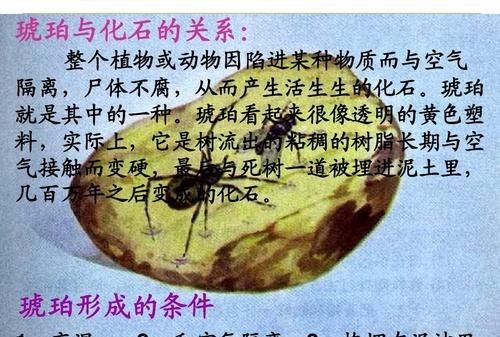 琥珀的形成过程是怎样的? 百度网盘