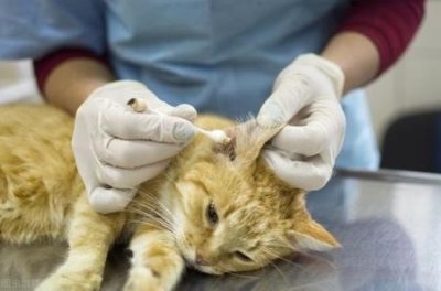 ​泰迪幼犬几个月开始认主泰迪幼犬几个月认主人