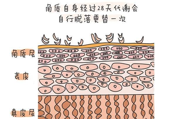 皮肤和角质层是什么意思