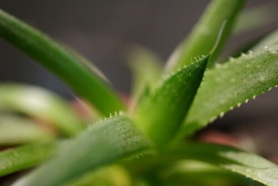 ​芦荟的花语-芦荟的药用价值