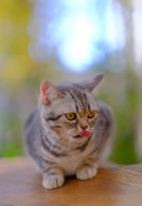 ​养猫，建议你养公的，这些好处你意想不到