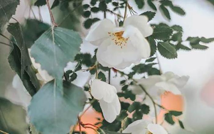 清明节的起源和由来（清明节的由来和习俗）