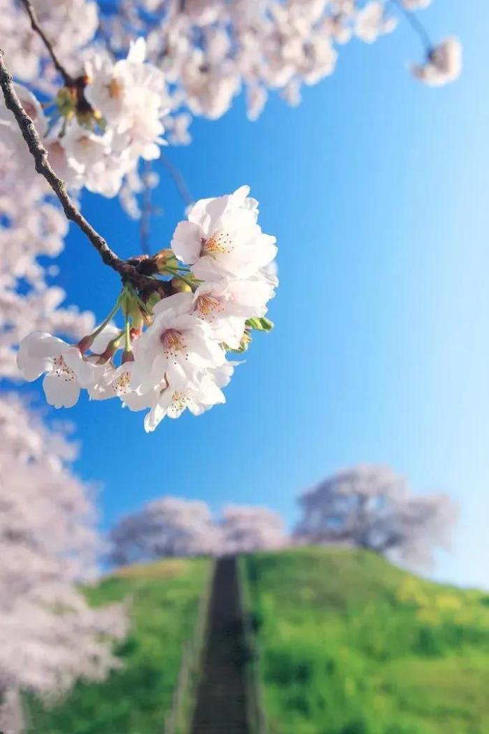 清明节的起源和由来（清明节的由来和习俗）