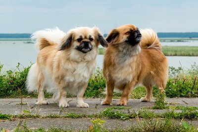 ​寻根问祖系列（76）：西藏猎犬（Tibetan Spaniel）