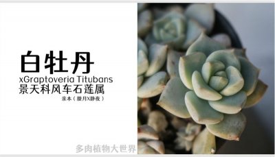 ​40款多肉植物对照图2021版
